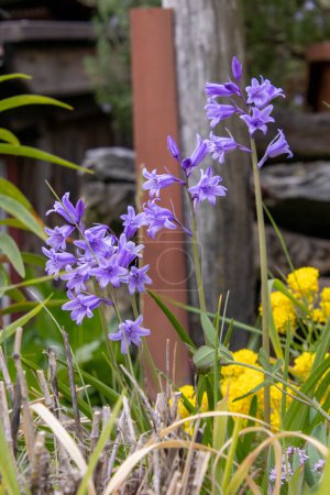 Spanish bluebell Hyacinthoides hispanica blooming in april. 