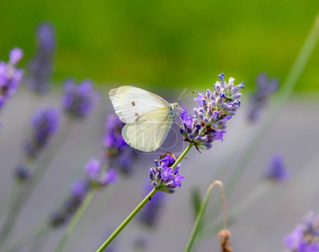 Macro of a cabbage white pieris rapae butterfly on lavender lavandula angustifolia. pesticide free environmental protection concept