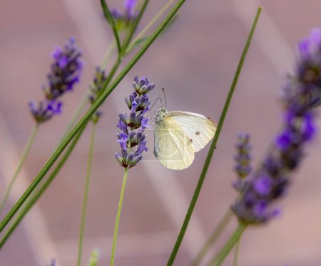 Macro of a cabbage white pieris rapae butterfly on lavender lavandula angustifolia. pesticide free environmental protection concept