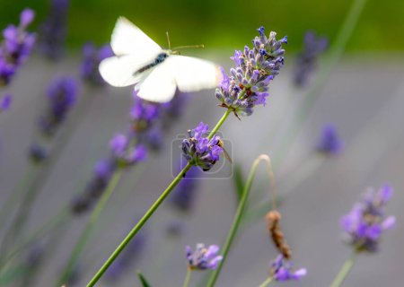 Makro eines Kohlweißlings pieris rapae Schmetterling auf Lavendel lavandula angustifolia. Pestizidfreies Umweltschutzkonzept