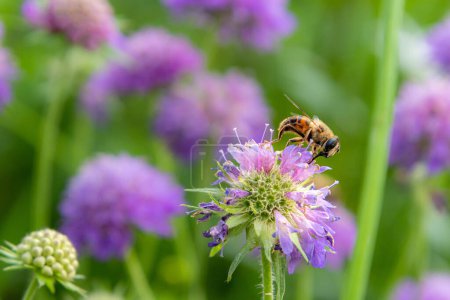 bee sitting on scabiosa blossom in mountain meadow with blurred bokeh background. pesticide free biodiversity save the bees concept