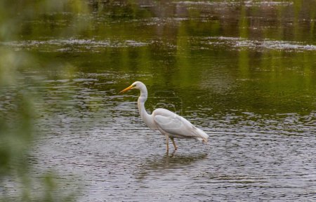 Great Egret Ardea alba searching for fishes in little pond near Meran, South Tyrol, Italy. 