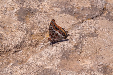 Two-tailed Pasha charaxes jasius butterfly sitting on on a stone seen Monte Capanne, Elba island, Italy