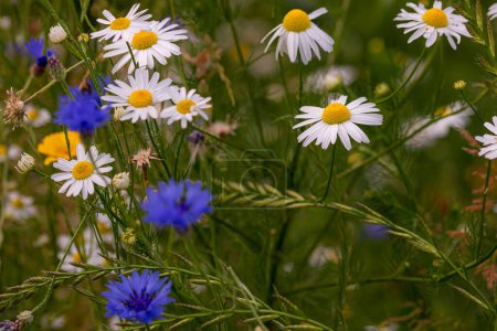 Photo for Wildflower meadow with yellow and white chamomile and cornflowers blooming in city. biodiversity renaturation concept - Royalty Free Image