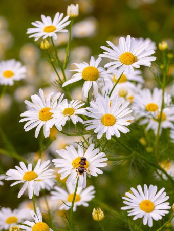 Photo for Honey bee on a Tripleurospermum inodorum scentless mayweed blossom in wildflower meadow. renaturation biodiversity concept - Royalty Free Image