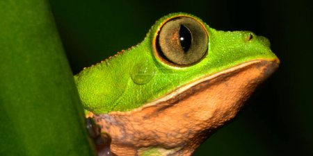 Photo for Tiger-Striped Leaf Frog, Callimedusa tomopterna,  Rainforest, Napo River Basin, Amazonia, Ecuador, America - Royalty Free Image