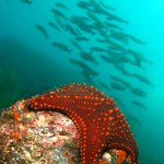 Sea Star, Starfish, Galapagos National Park, UNESCO World Heritage Site, Galapagos Islands, Pacific Ocean, Ecuador, America