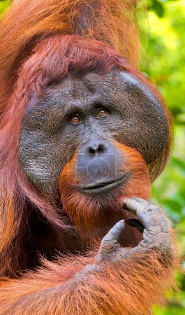 Foto de Orangután, Pongo pygmaeus, Sekonyer River, Tanjung Puting National Park, Kalimantan, Borneo, Indonesia - Imagen libre de derechos