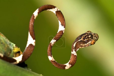 Foto de Serpiente de árbol sin cabeza, Imantodes cenchoa, Selva tropical, Cuenca del río Napo, Amazonia, Ecuador, América - Imagen libre de derechos