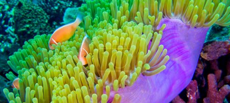 Téléchargez les photos : Mouffette rose Clownfish, Anémone rose, Amphiprion perideraion, Magnifique anémone de mer, Heteractis magnifica, Récif corallien, Atoll d'Ari Sud, Maldives, Océan Indien, Asie - en image libre de droit