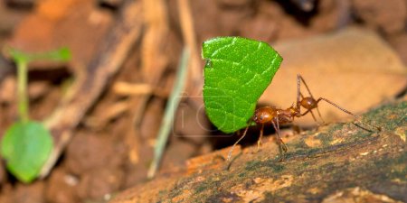 Photo for Leafcutter Ant, Tropical Rainforest, Marino Ballena National Park, Uvita de Osa, Puntarenas, Costa Rica, America - Royalty Free Image