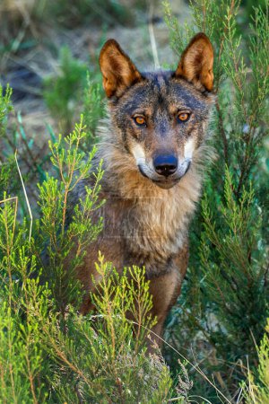 Foto de Lobo Ibérico, Lobo Gris, Canis lupus signatus, Zamora, Castilla y León, España, Europa - Imagen libre de derechos