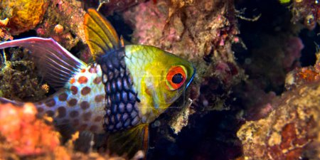 Foto de Pijama Cardinalfish, Sphaeramia nematoptera, Coral Reef, Lembeh, North Sulawesi, Indonesia, Asia - Imagen libre de derechos