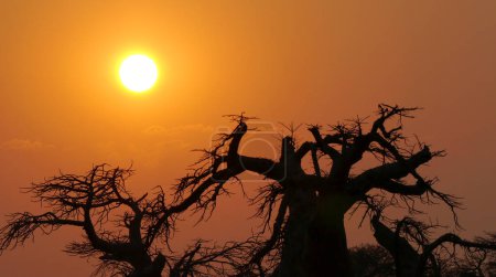Foto de Baobab, Adansonia digitata, Isla Kubu, Mar Blanco de Sal, Lekhubu, Parque Nacional Makgadikgadi Pans, Botswana, África - Imagen libre de derechos