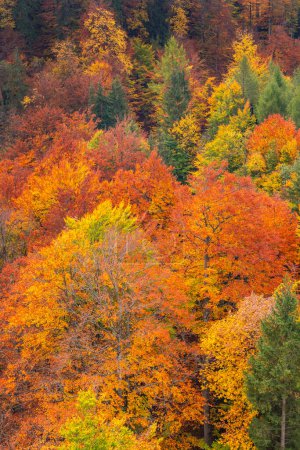 Foto de Bosque mixto de otoño, Alpes bávaros, Hohenschwangau, Fussen, Ostallgau, Baviera, Alemania, Europa - Imagen libre de derechos
