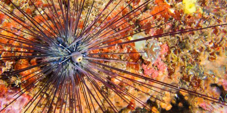 Photo for Sea Urchin, Savigny's Longspine Sea Urchin, Diadema savignyi,Coral Reef, Lembeh, North Sulawesi, Indonesia, Asia - Royalty Free Image