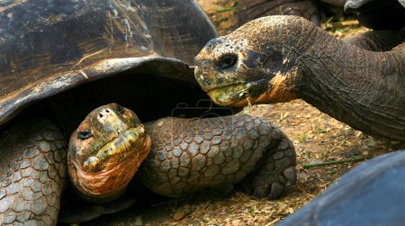 Photo for Galapagos Giant Tortoise, Chelonoidis nigra, Galapagos Islands, Galapagos National Park, UNESCO World Heritage Site, Pacific Ocean, Ecuador, America - Royalty Free Image