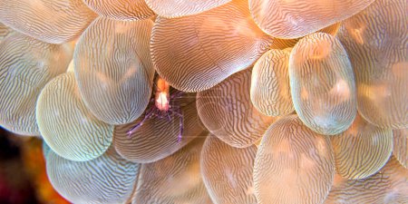 Crevettes commensales coralliennes, Crevettes coralliennes bulles, Vir philippinensis, Lembeh, Sulawesi du Nord, Indonésie, Asie