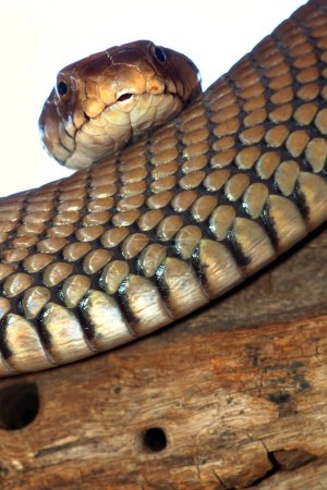 Photo for Mozambique Spitting Cobra, Naja mossambica, Kasane, Chobe National Park, Botswana, Africa - Royalty Free Image