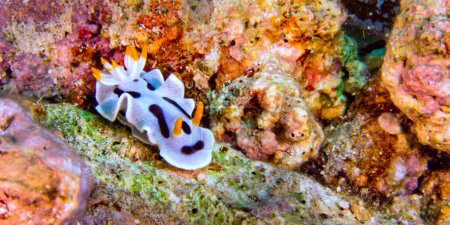 Téléchargez les photos : Sea Slug, Dorid Nudibranch, Diana's Chromodoris, Chromodoris dianae, Coral Reef, Bunaken National Marine Park, Bunaken, North Sulawesi, Indonésie, Asie - en image libre de droit