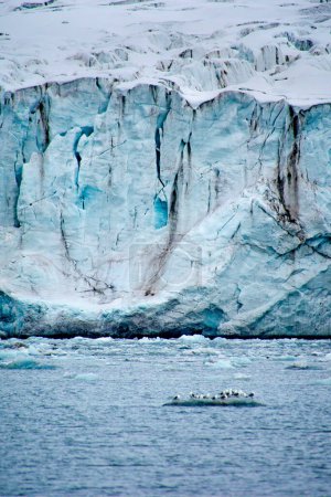 Glaocus Gull, Larus hyperboreus, Glacier Ice, Ice Floes, Ny-Alesund, Kongsfjord, Kings Bay, Oscar II Land, Arctic, Spitsbergen, Svalbard, Norway, Europe