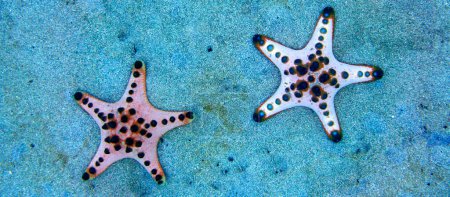 Téléchargez les photos : Sea Star, Chocolate Chip Sea Star, Protoreasrer nodosus, Bunaken National Marine Park, Bunaken, Sulawesi Nord, Indonésie, Asie - en image libre de droit