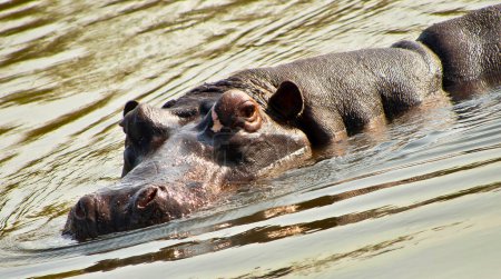 Foto de Hippo, Hippopotamus, Hippopotamus amphibius, Kruger National Park, Mpumalanga, Sudáfrica, África - Imagen libre de derechos