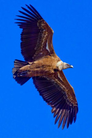 Photo for Griffon Vulture, Gyps fulvus, Hoces de Rio Duratn Natural Park, Duraton River Gorges, Segovia, Castilla y Leon, Spain, Europe - Royalty Free Image