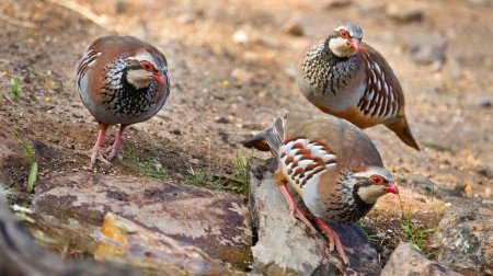 Photo for Red-legged Partridge, Alectoris rufa, Monfrague National Park, SPA, ZEPA, Biosphere Reserve, Caceres Province, Extremadura, Spain, Europe - Royalty Free Image