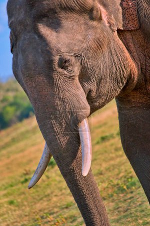 Photo for Sri Lankan Elephant, Elephas maximus maximus, Wilpattu National Park, Sri Lanka, Asia - Royalty Free Image