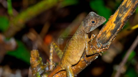 Photo for Brown-patched Kangaroo lizard, Wiegmann's Agama, SriLankan Kangaroo Lizard, Otocryptis wiegmanni, Sinharaja National Park Rain Forest, UNESCO World Heritage Site Biosphere Reserve, Sri Lanka, Asia - Royalty Free Image