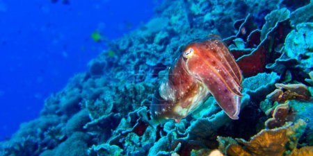 Téléchargez les photos : Cuttlefish, Sepia sp., Bunaken National Marine Park, Bunaken, North Sulawesi, Indonesia, Asia - en image libre de droit