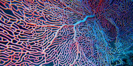 Foto de Gorgonian, Ventilador del mar, Látigos marinos, Arrecife de coral, Atolón del sur de Ari, Maldivas, Océano Índico, Asia - Imagen libre de derechos