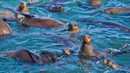 Foto de Cape Fur Seals, Arctocephalus pusillus, Shark Alley, Geyser Rock, Dyer Island, Gansbaai, Western Cape, Sudáfrica, África - Imagen libre de derechos