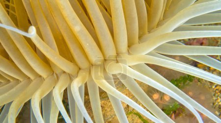 Photo for Tube-dwelling Anemone, Cerianthus membranaceus, Cabo Cope Puntas del Calnegre Regional Park, Mediterranean Sea, Murcia, Spain, Europe - Royalty Free Image