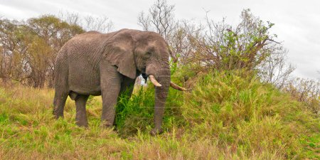 Foto de Elephant, Loxodonta africana, Kruger National Park, Mpumalanga, South Africa, Africa - Imagen libre de derechos
