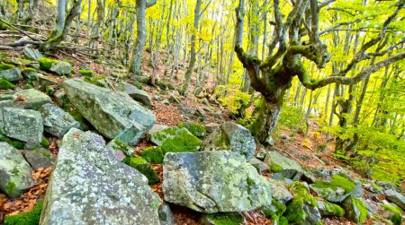 Hayedo de la Pedrosa Beech Forest, Riofrio de Riaza, Sierra de Ayllon, Segovia, Castilla y Len, Spain, Europe 