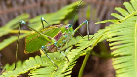 Foto de Grasshopper, Sekonyer River, Tanjung Puting National Park, Kalimantan, Borneo, Indonesia - Imagen libre de derechos