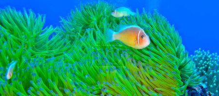 Téléchargez les photos : Mouffette rose Clownfish, Anémone rose, Amphiprion perideraion, Magnifique anémone de mer, Heteractis magnifica, Récif corallien, Atoll d'Ari Sud, Maldives, Océan Indien, Asie - en image libre de droit