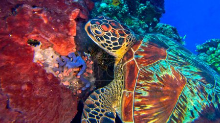 Téléchargez les photos : Tortue de mer verte, Chelonia mydas, Récif corallien, Parc marin national Bunaken, Bunaken, Sulawesi Nord, Indonésie, Asie - en image libre de droit