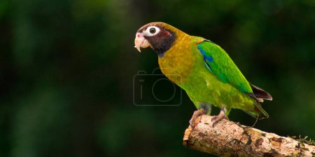 Téléchargez les photos : Brown-hooded Parrot, Pionopsitta haematotis, Tropical Rainforest, Costa Rica, America - en image libre de droit