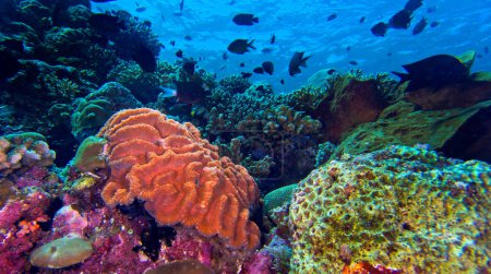 Téléchargez les photos : Coral Reef, Reef Building Coral, Bunaken National Marine Park, Bunaken, North Sulawesi, Indonesia, Asia - en image libre de droit