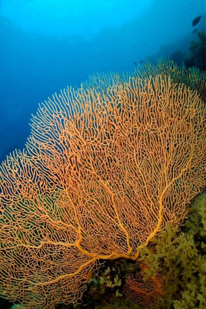 Foto de Ventilador de Mar, Látigos Marinos, Gorgonias, Arrecife de Coral, Mar Rojo, Egipto, África - Imagen libre de derechos