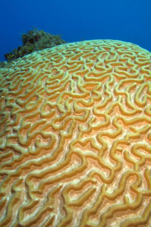 Foto de Coral cerebral, Arrecife de coral, Playa Girón, Cuba, América - Imagen libre de derechos