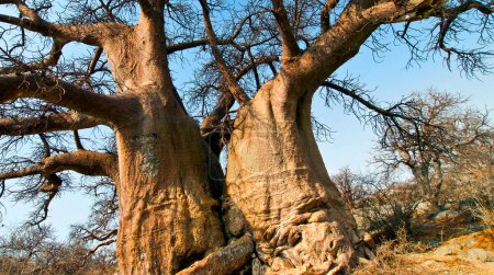 Foto de Baobab, Adansonia digitata, Isla Kubu, Mar Blanco de Sal, Lekhubu, Parque Nacional Makgadikgadi Pans, Botswana, África - Imagen libre de derechos