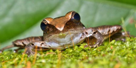 Téléchargez les photos : Tropical Frog, Craugastor noblei, Tropical Rainforest, Costa Rica, America - en image libre de droit