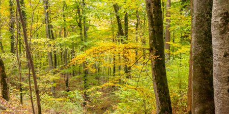 Foto de Bosque mixto de otoño, Alpes bávaros, Hohenschwangau, Fussen, Ostallgau, Baviera, Alemania, Europa - Imagen libre de derechos