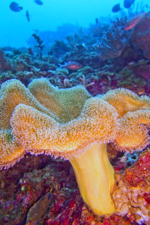 Foto de Elefante Oído Coral, Seta Verde Coral, Coral de Cuero, Coral Suave, Arrecife de Coral, Lembeh, Sulawesi Norte, Indonesia, Asia - Imagen libre de derechos
