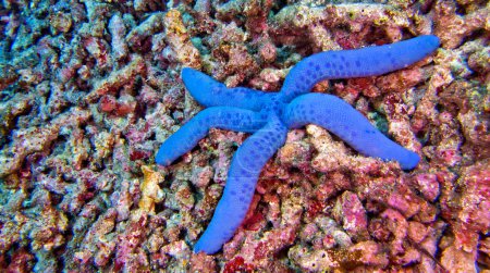 Téléchargez les photos : Blue Sea Star, Unckia laaevigata, Starfish, Bunaken National Marine Park, Bunaken, North Sulawesi, Indonésie, Asie - en image libre de droit