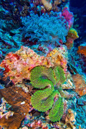 Téléchargez les photos : Reef Building Coral, Coral Reef, Bunaken National Marine Park, Bunaken, North Sulawesi, Indonésie, Asie - en image libre de droit